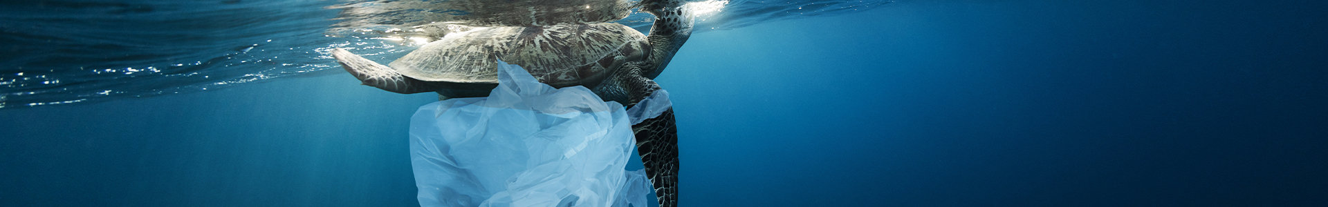 Turtle swimming in the ocean with a plastic bag caught on it