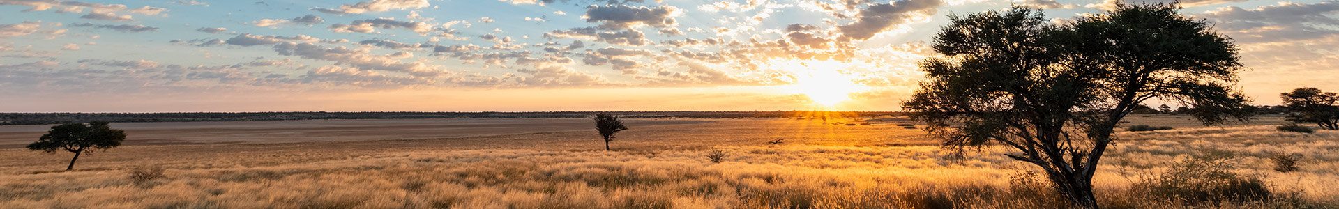 Wide open space with odd tree showing and sun setting