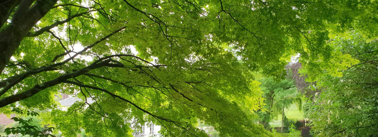 Trees