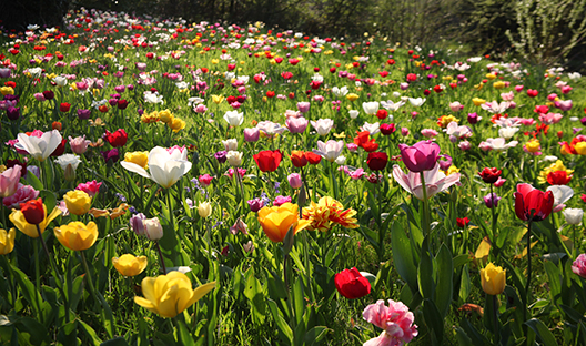 Tulips