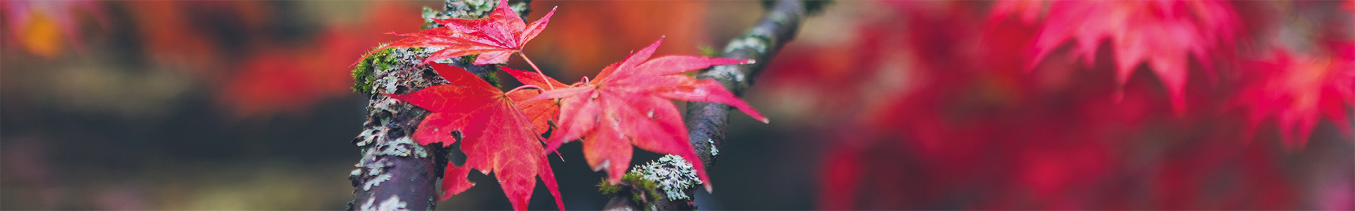 Allocation, Allocation, Allocation - autumn maple leaf