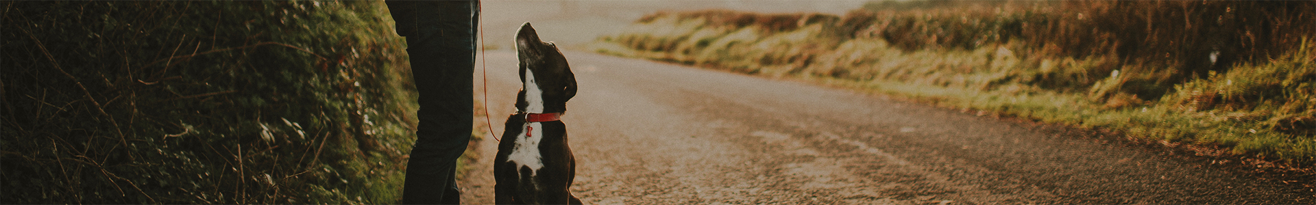 Managing liquidity risk - man with his dog