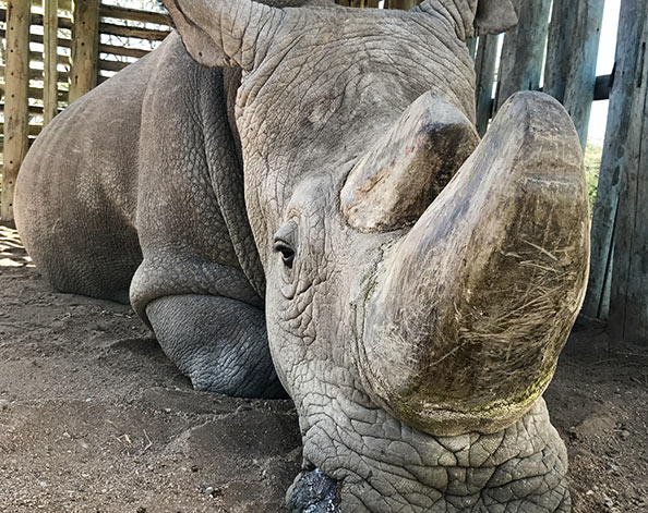 A portrait of Sudan, who was the last living male Northern white rhinoceros, at Ol Pejeta Conservancy in Laikipia, Kenya