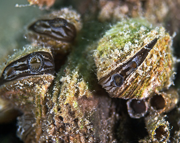 zebra mussels in fresh water