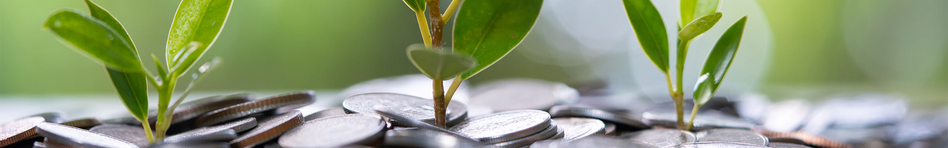 Young trees growing amongst coins