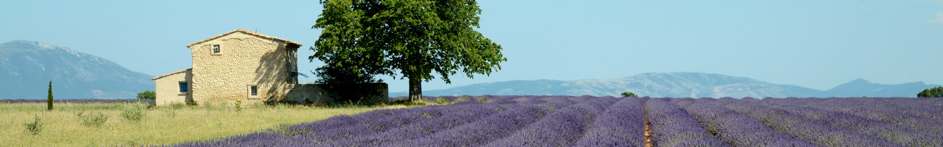 Home in the middle of coutryside with a field full of heather to the side