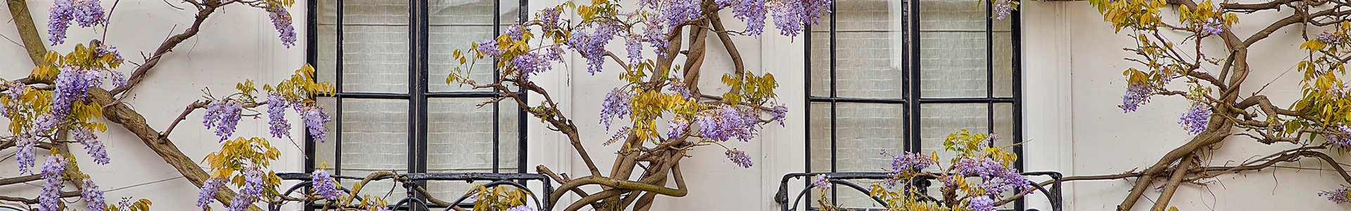 family home windows with flowering tree growing up against it