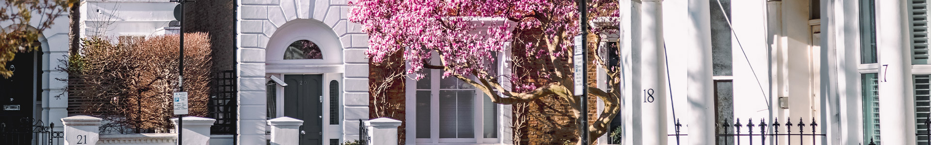Front doors on London street with blossom tree out front