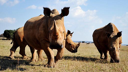 Rhinos in South Africa