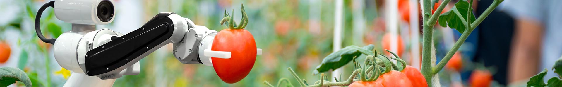 Robot picking a tomato