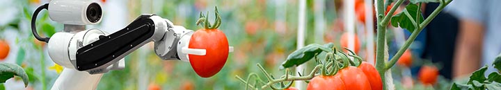 Robot picking a tomato