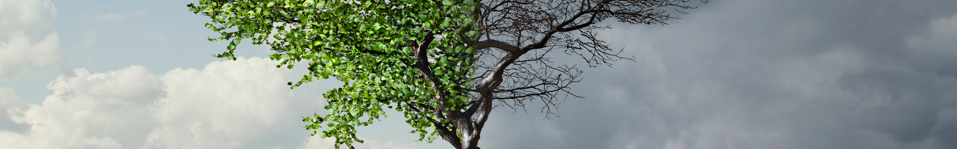 Tree full of leaves on one side and lost all its leaves on the other side