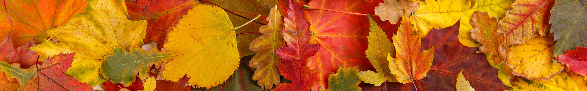 Autumn leaves on the floor