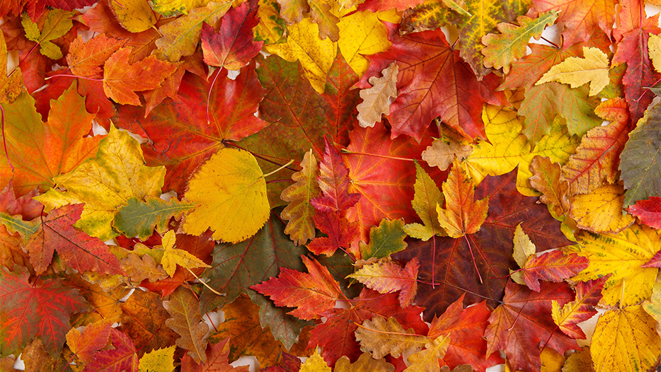 Autumn leaves on the floor