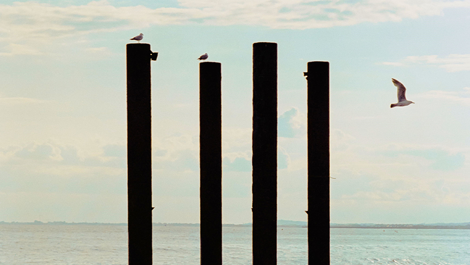 Wooden poles standing in water