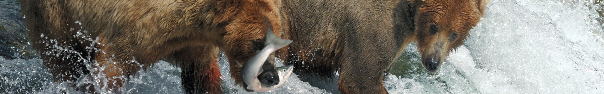 Bears stand in a river catching salmon
