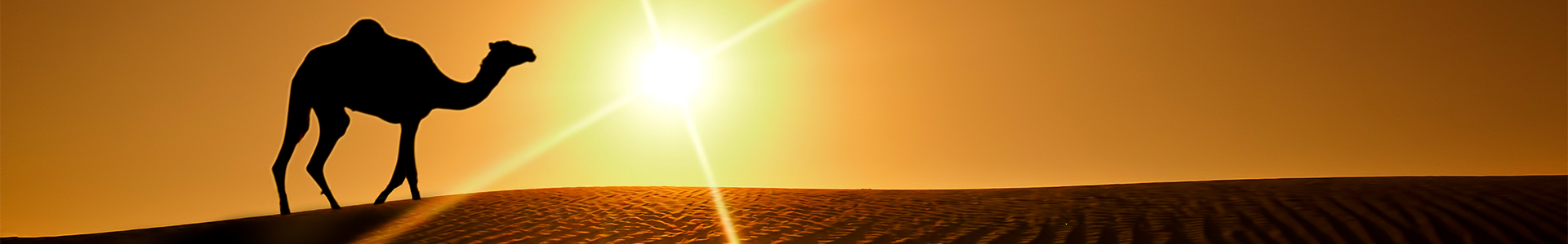 Camel walking across the desert at sunset