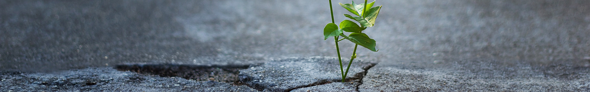 Plant growing up from crack in the road