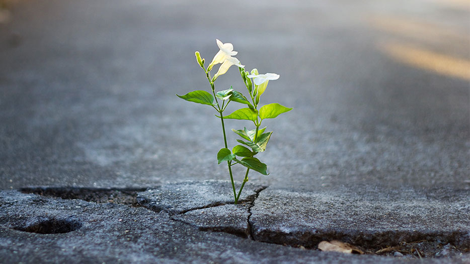 Plant growing up from crack in the road