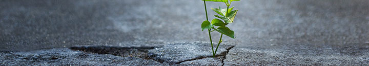 Flower growing