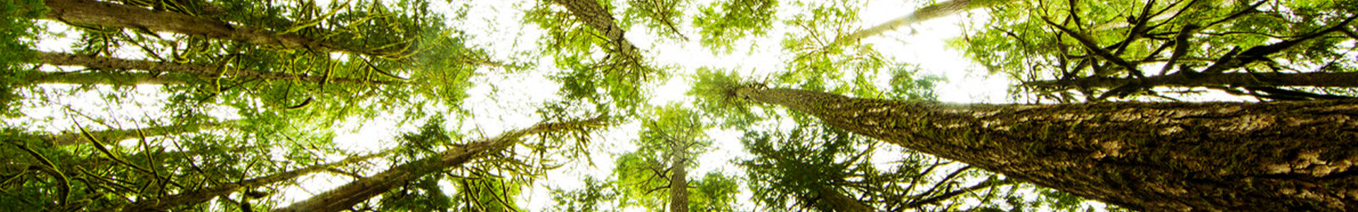 Looking upwards at green trees in a rain forest