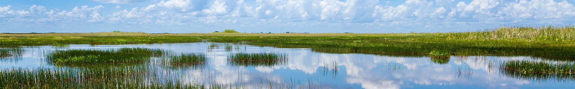 Lush green fields with some standing water and blue skies above