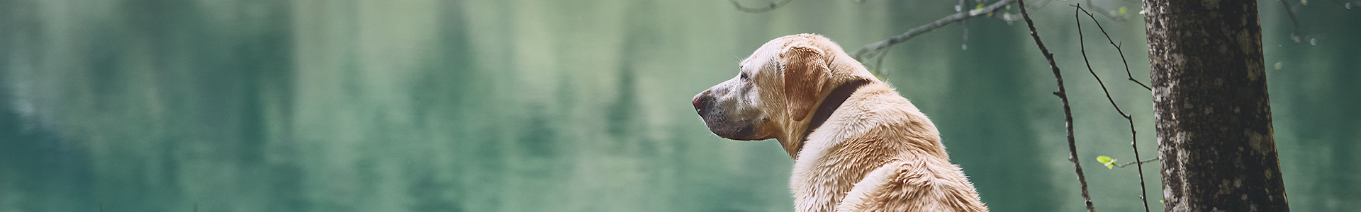 Old dog sitting looking out over a lake