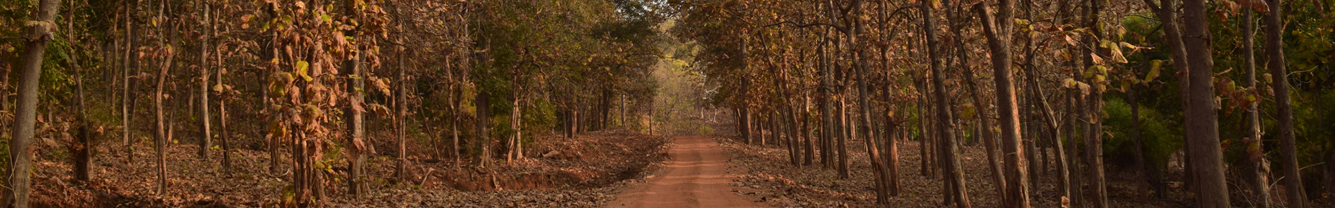 Path through a forest of trees with dry leaves