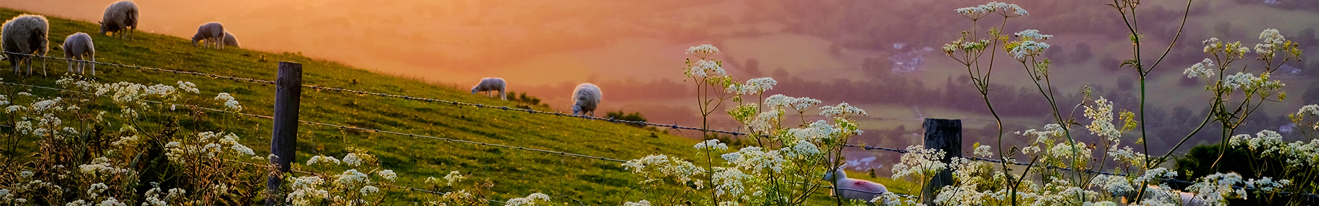 Spring lambs grazing on a hill during a sunset