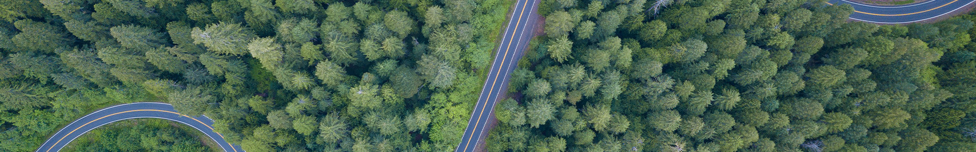 tail risk hedging depicted by a winding road through a forest of trees