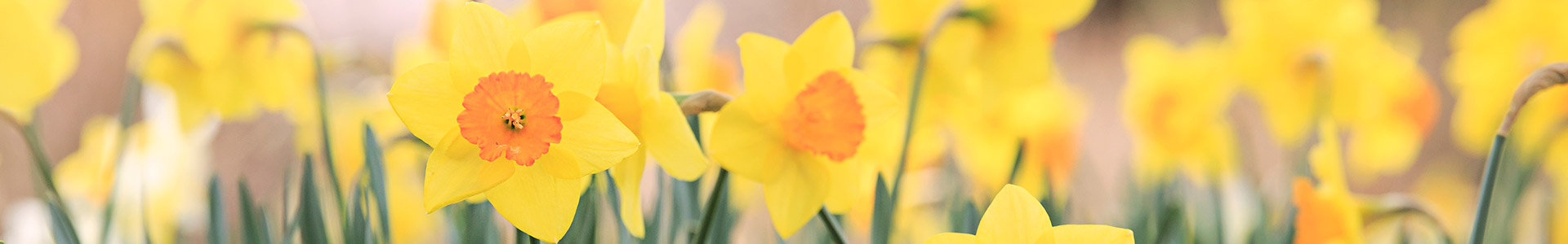 Yellow daffodils flower bed