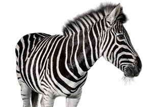 Close up of a zebra