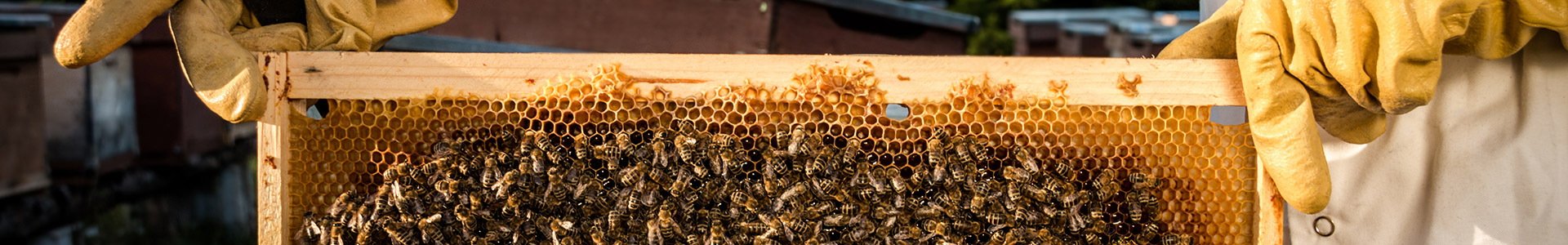 Bee keeping