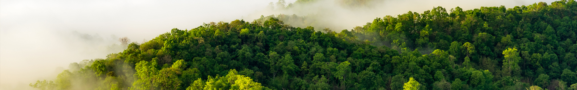 Forest landscape with fog