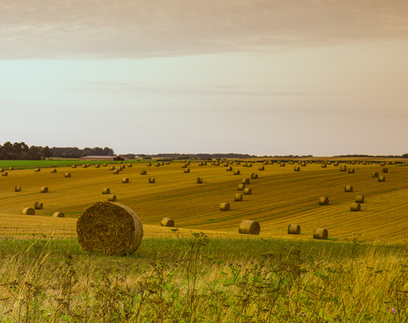 Hay bails in fields