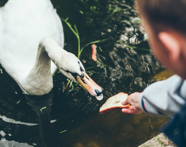 Swan being fed by young boy