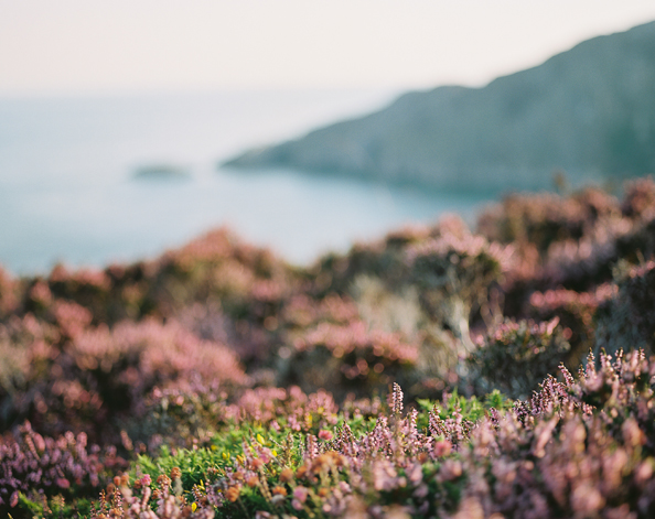 Heather by the seaside