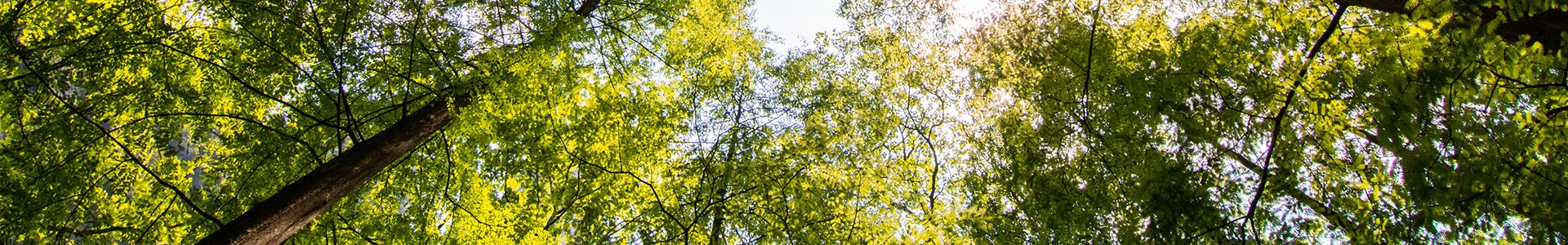 Trees in a forestry