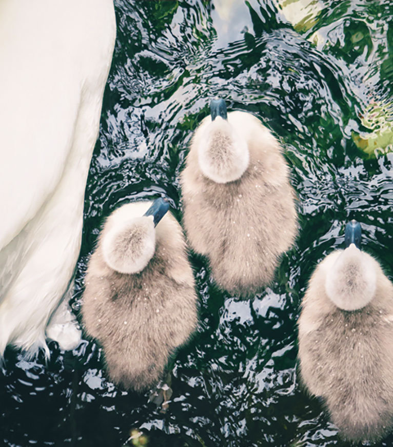 Signets swim alongside their mother