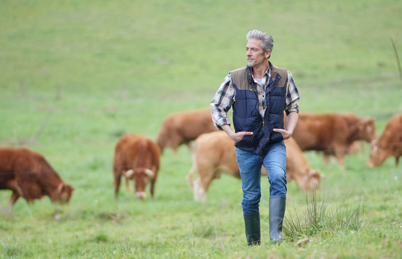 Middle-aged farmer walks in a grassy field with brown cows