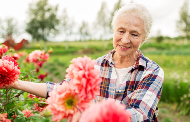 Elderly lady picking flowers in the garden