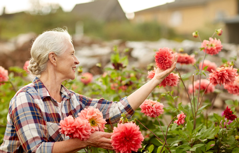 Lady in her garden picking red flowers