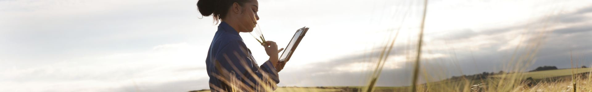 A lady stands in a wheat field reading off a tablet