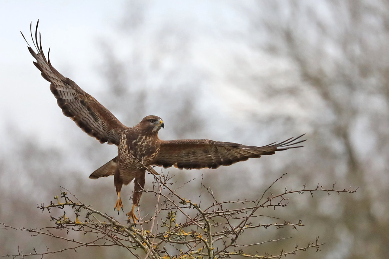 Hawk Conservancy Trust partnership - Investec corporate responsibility. Picture by Eric Browett/ HCT
