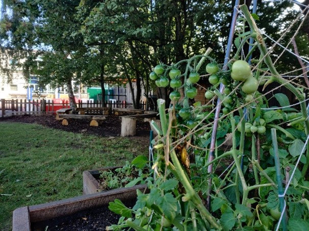 Investec corporate responsibility - Trees for City