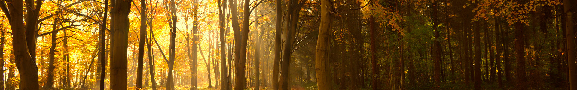 Autumn Trees